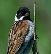 Bunting - Reed