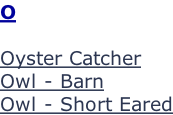 O  Oyster Catcher Owl - Barn Owl - Short Eared
