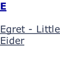 E  Egret - Little Eider